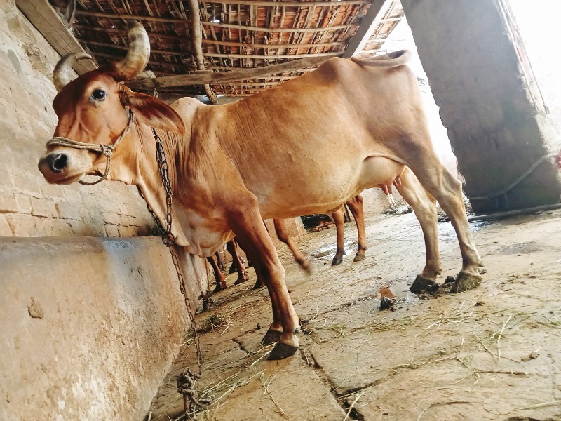 ગાય વેચવાની છે