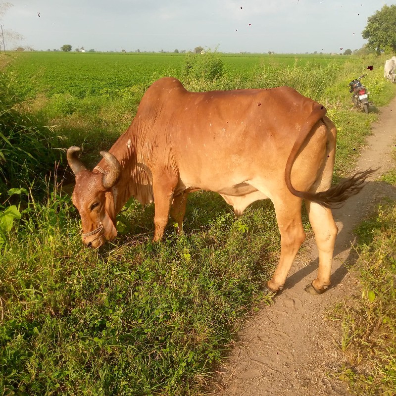 બળદ વેચવાના છે