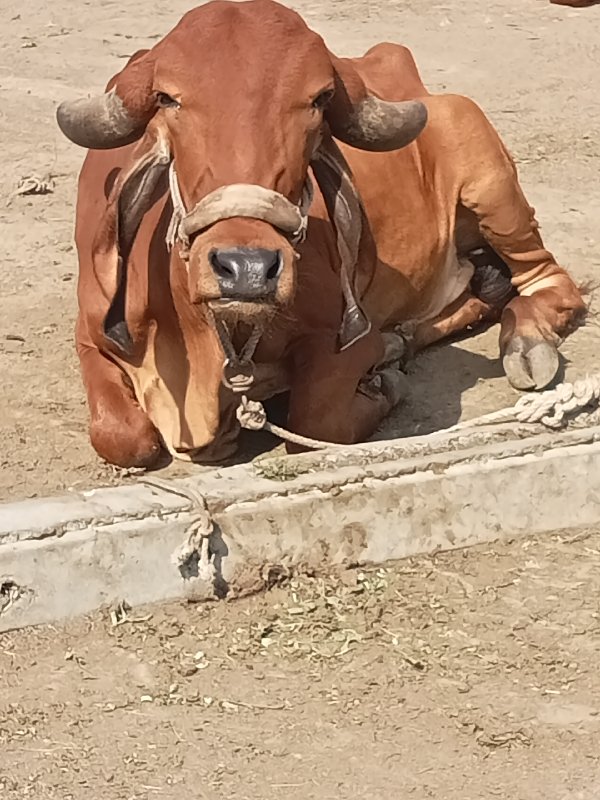 2 ગીર હોડકી વેચ...