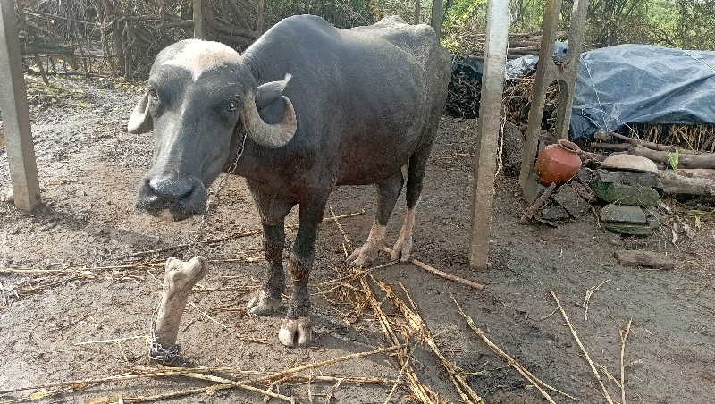 ખડેલુ વેચવાનું...