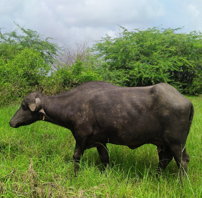 ખડેલી