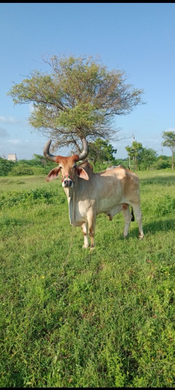 બળદ વેચવાનો છે