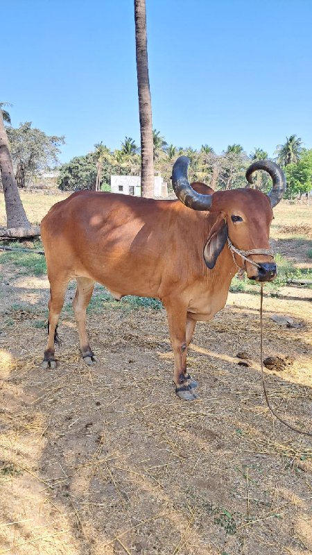 બળદ વેચવાનો છે