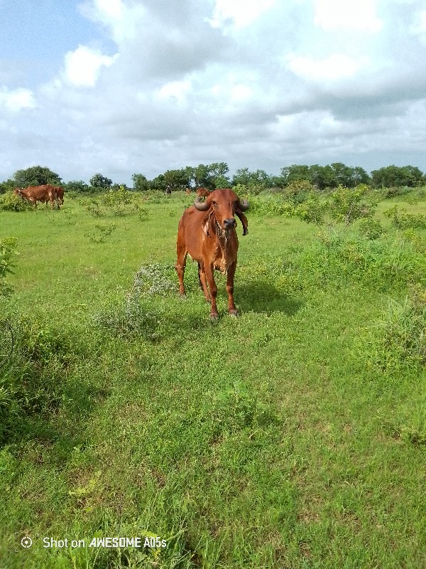 ઓરીજનલ ગીર હોડક...