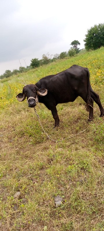 વેચવાનુછે