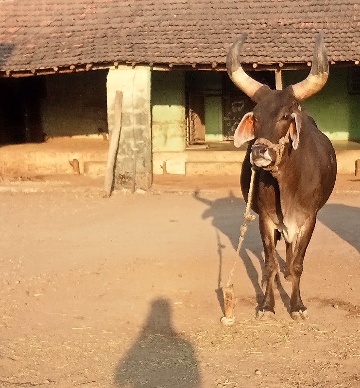 આવો‌ ધોરો કા જા...