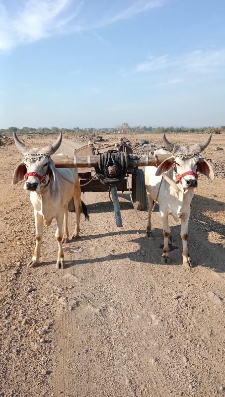 ગોઢલા વેચવાના છ...