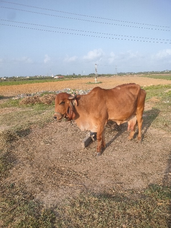 ગીર ગાય વેસવાની...