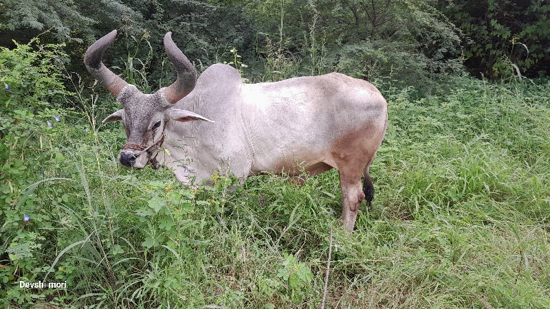 વેશવા