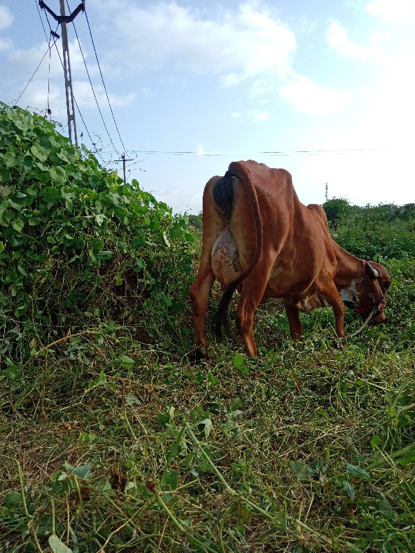 પેલા વેતરની હોડ...