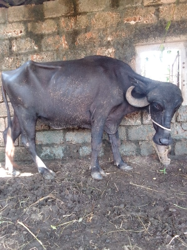 ખડેલ  વેચવાની છ...