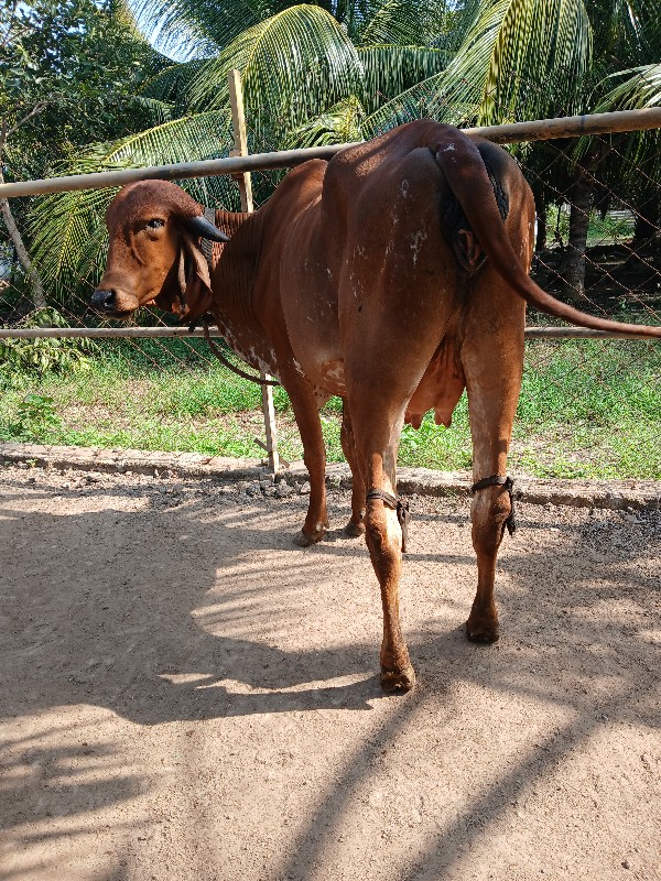 ઓરીજનલ ગીર હોડક...