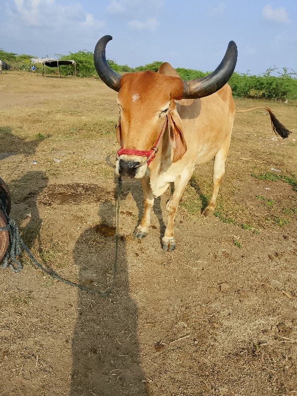 દેવભૂમિ દ્વારકા...