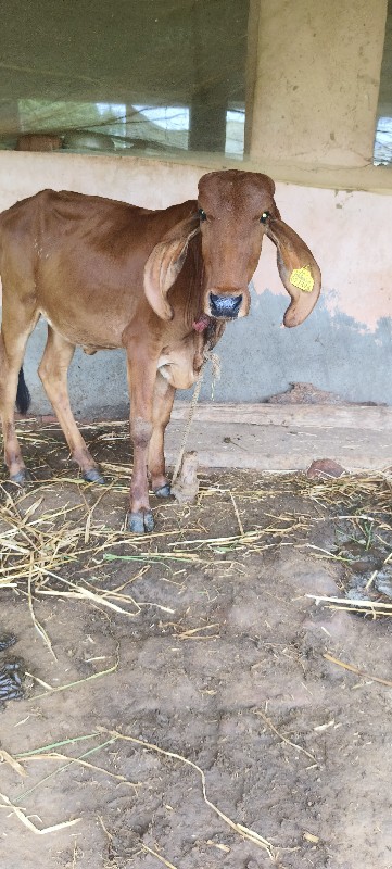 હોડકી વેચવાની છ...