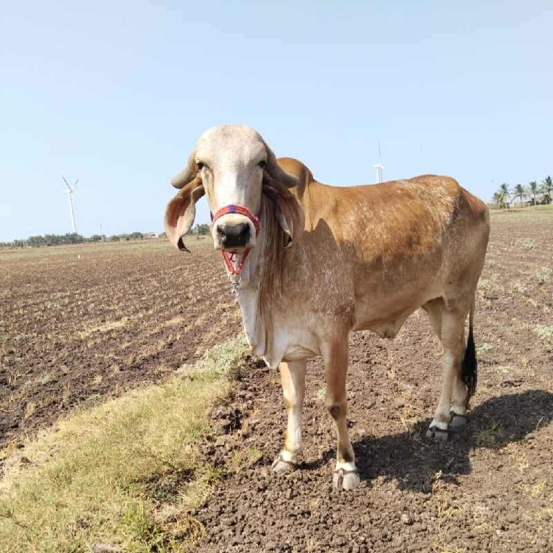 વેસવા ની છે