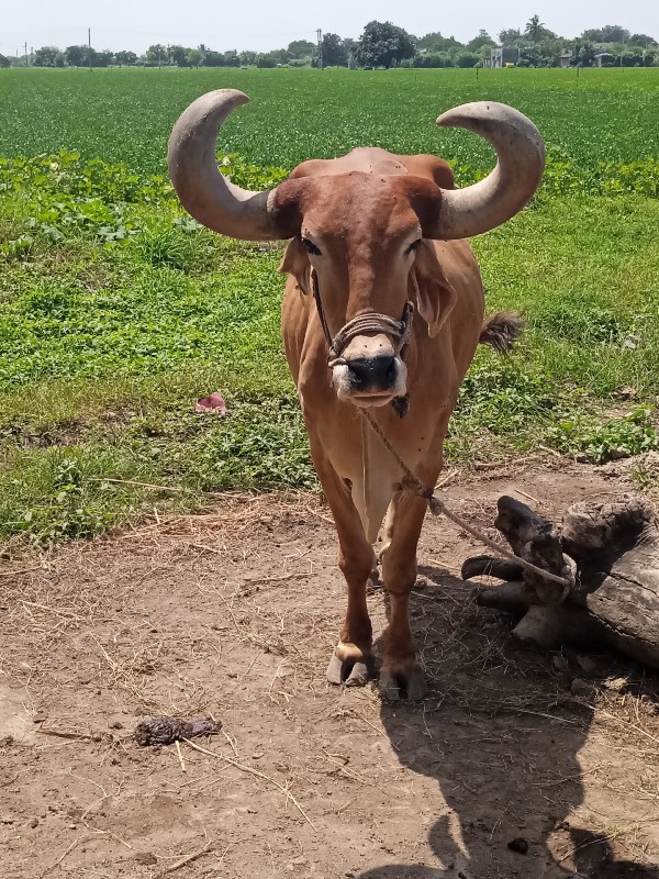 બળદ. વેશવાનોસે