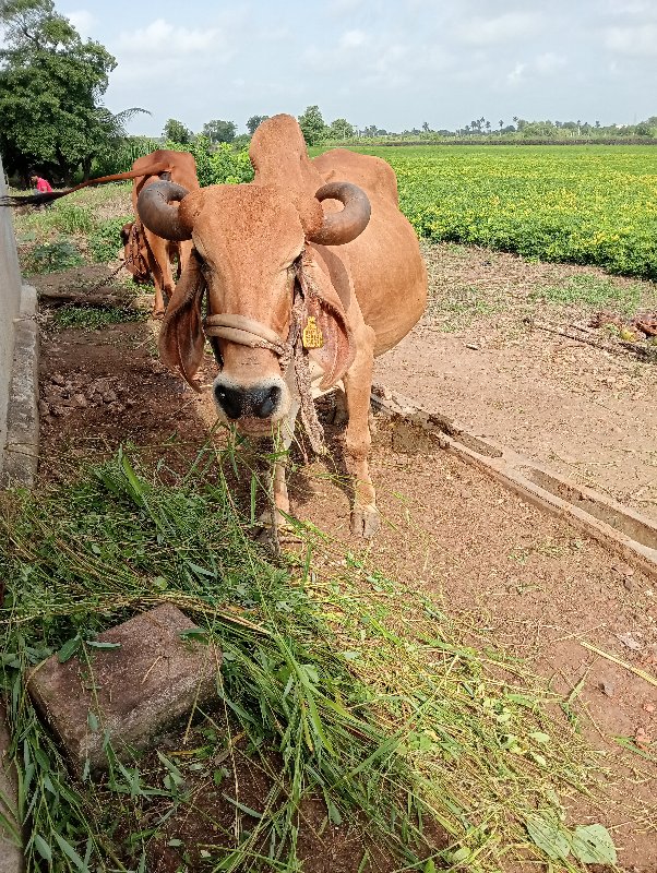 ગાય વેચવા ની છે