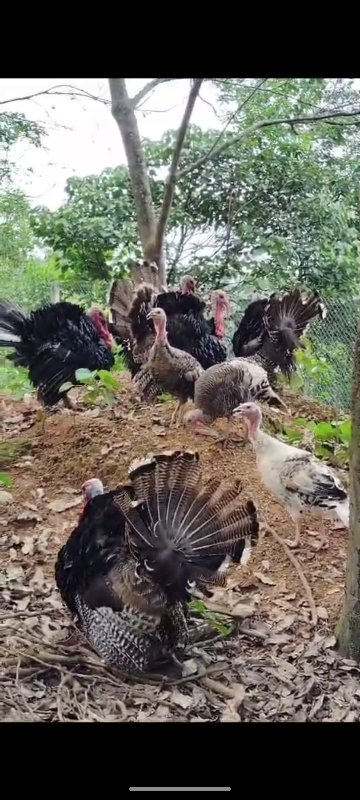 ADULT TURKEY🦃 J...