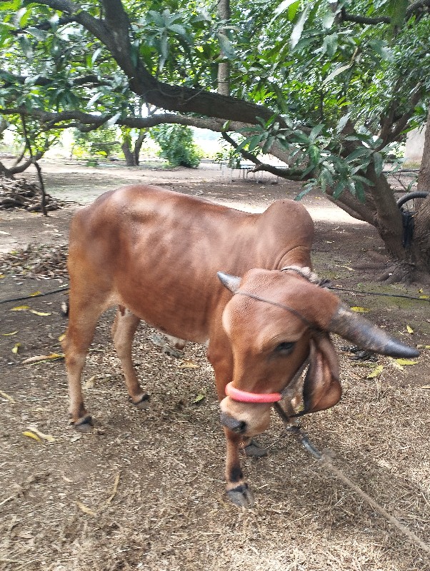 ગીર ગાય હોડકી