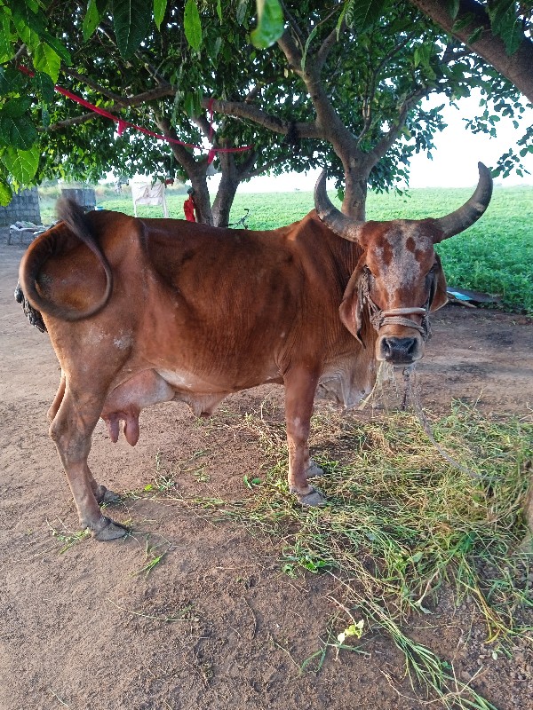 ગાય વેચવાની છે