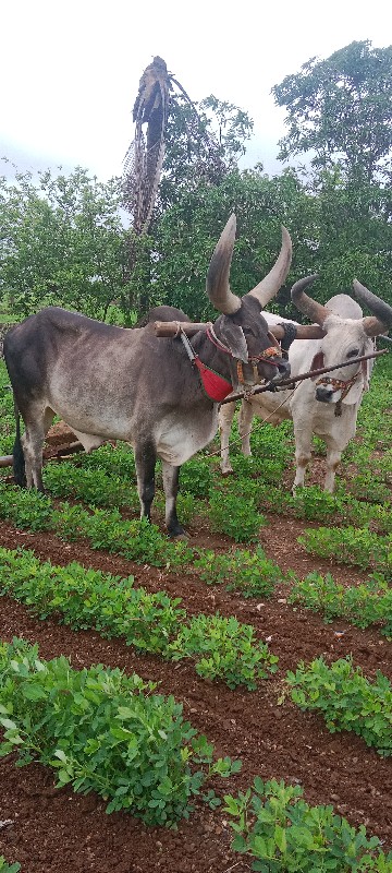 બળદ વેચવાના છે