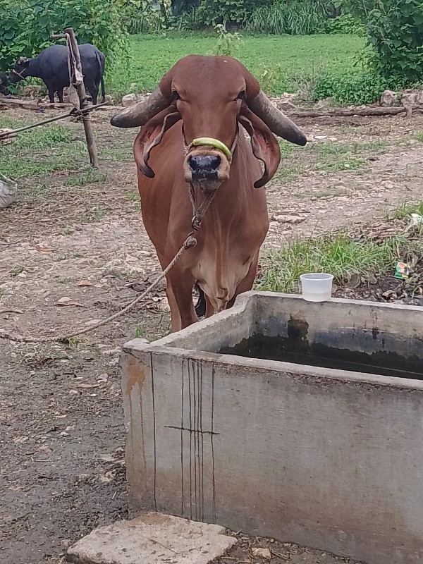 ગાય વેચવાની છે