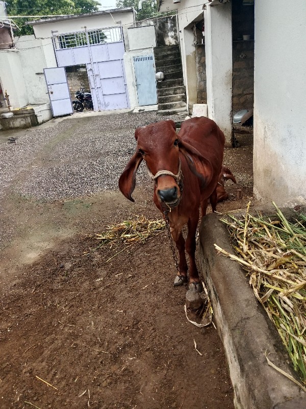 વાછડી વેચવાની છ...