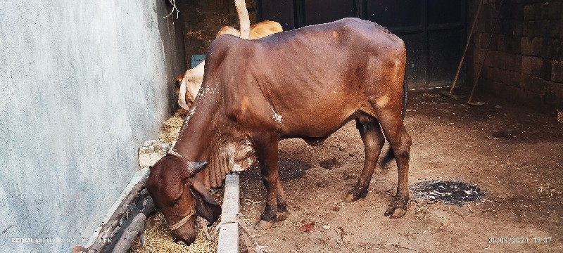 ગીર હોડકી વેચવા...