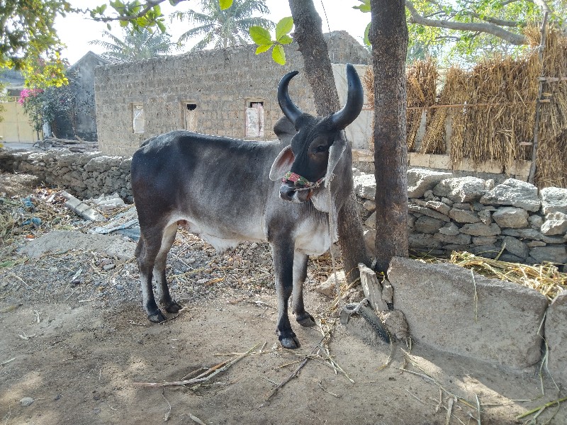 ગૉઢલૉ વૅશવાનૉ છ...