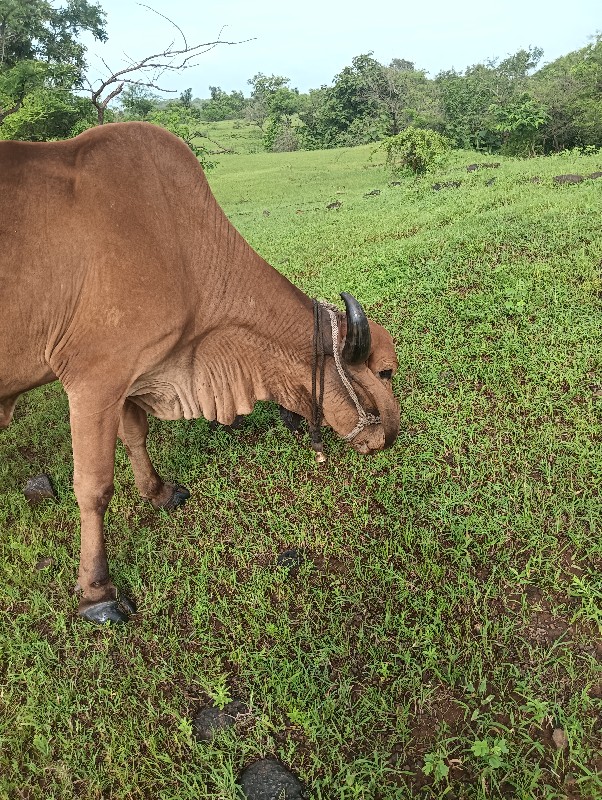 ગીરગાય