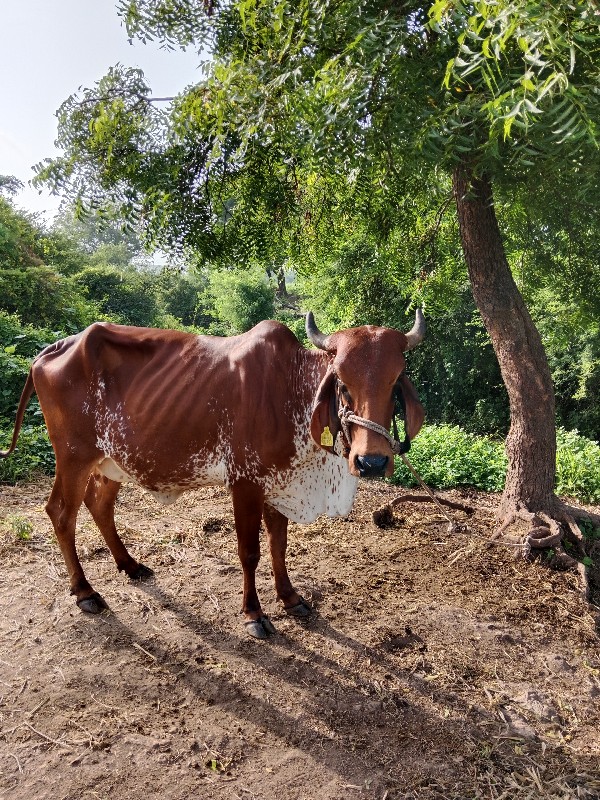 ગાય વેચવાની છે...