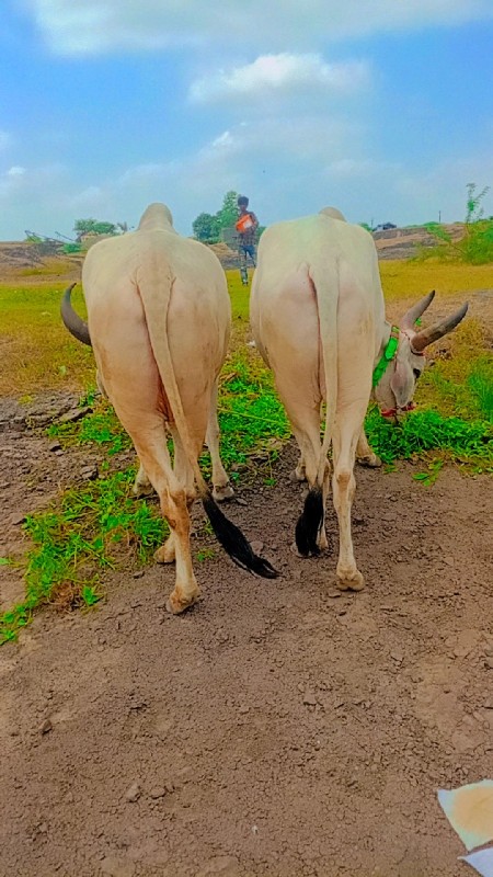 મારવા દેવાની ભૂ...