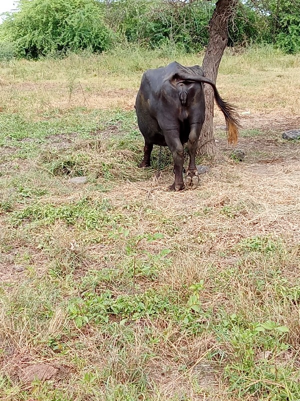 ભેંશ વેચવા ની છ...