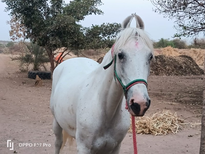 ઘોડિ વેચવાની સે