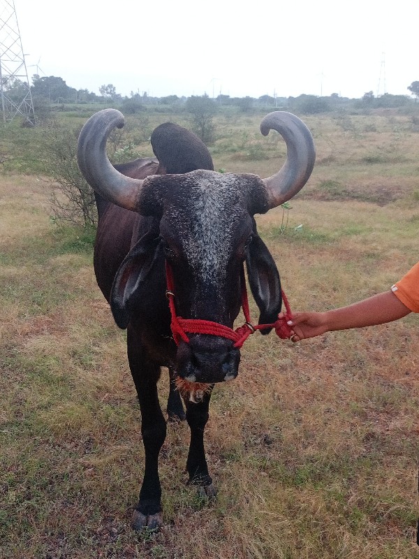 ગોધલોગાડામાચાલુ