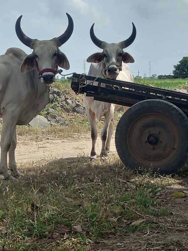 કેટલે વેચવાના છ...