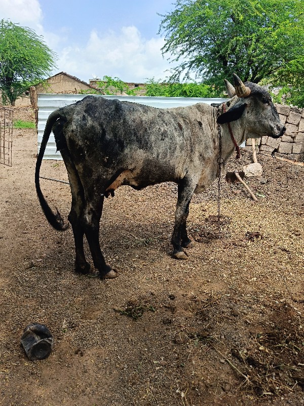 ગાય