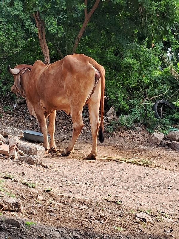 દેશી હોડકી વેસવ...