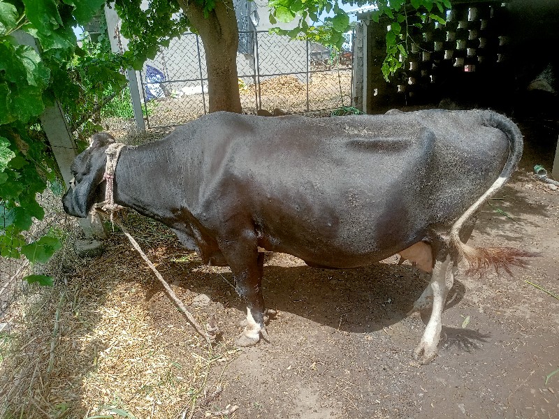 ગાય બેસવાની છે