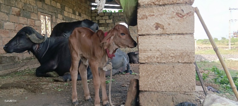 ગાયવેશવાનિછે