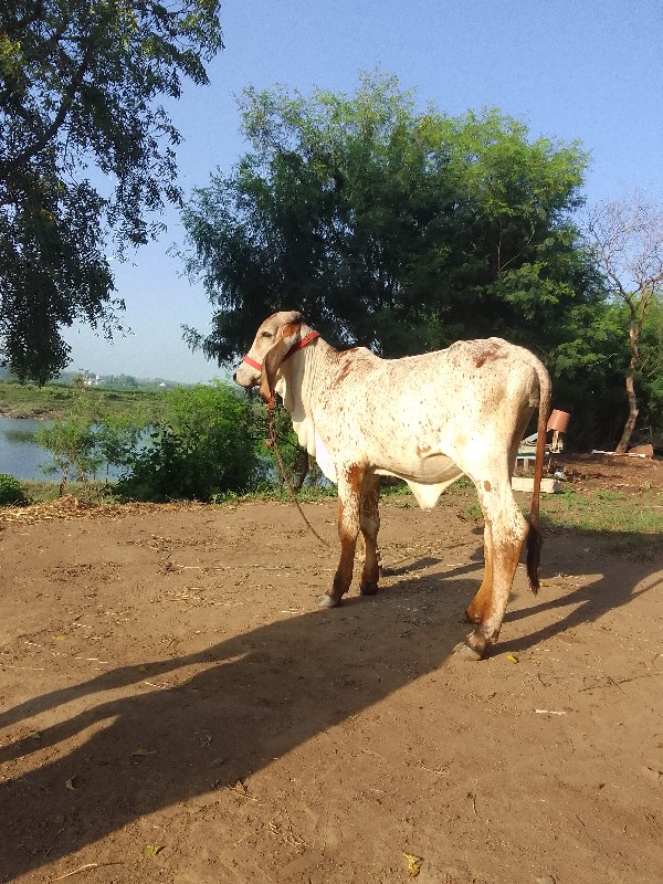 વાછડી વેચવાની છ...