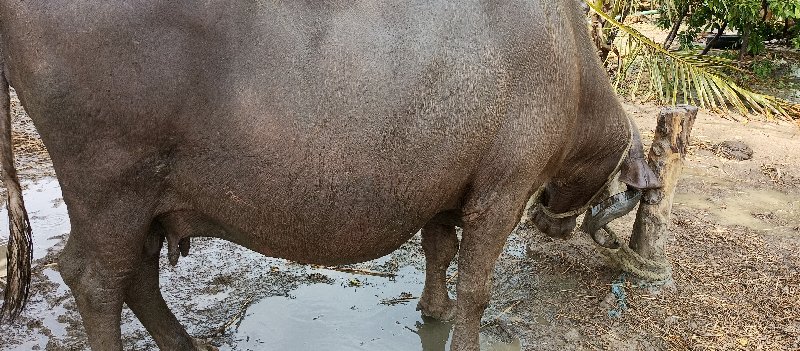 ભુરી ભેશ વેચવાન...