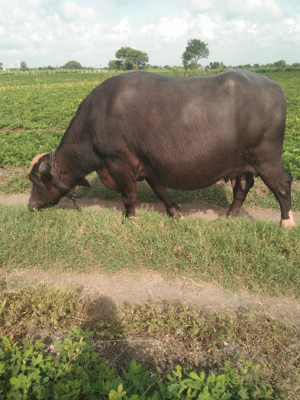 10 દિવસ ની કાચી