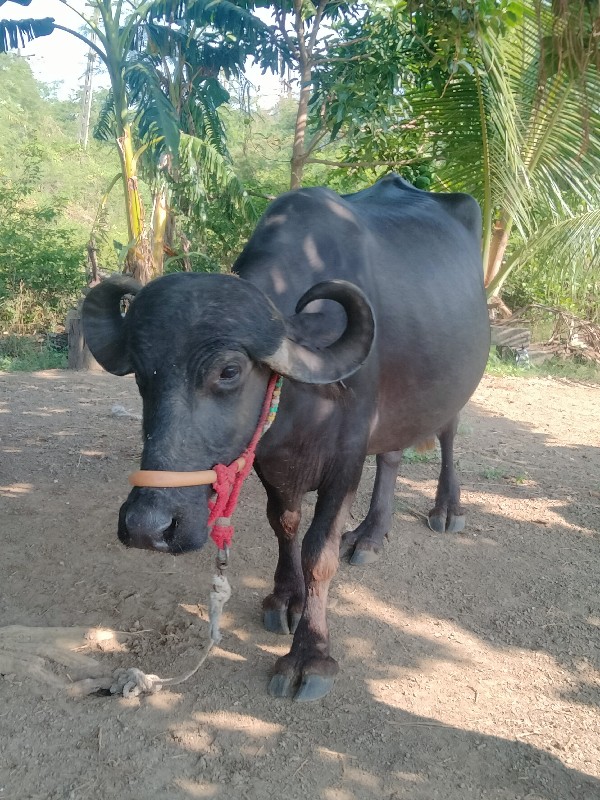 આ ભેંસ વેચવાની...