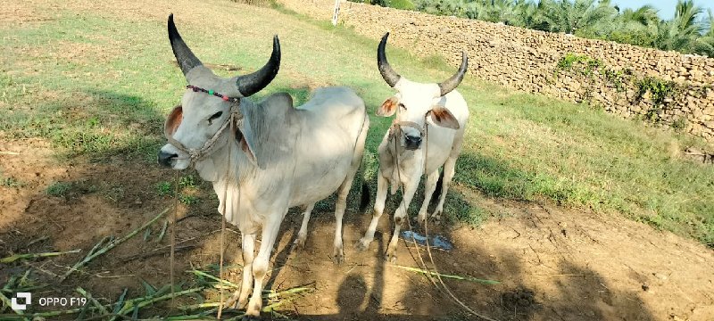 સાટા કરવાના છે...