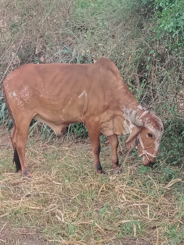 બળદ વેચવાનો છે