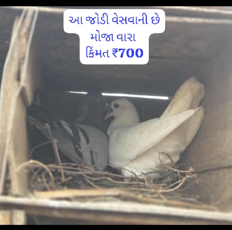 કબૂતર વેસવાના છ...