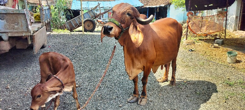 ગાય