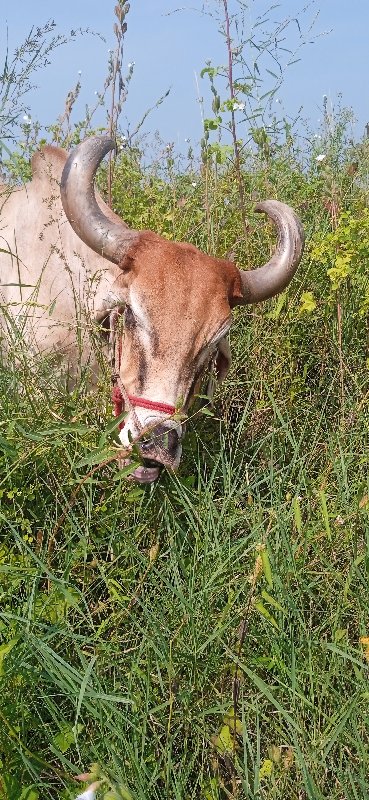 ગોઢલો