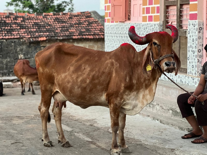 ગાય વેચવાની છે.